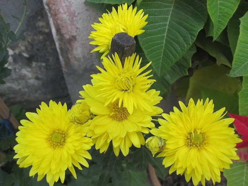 Hotel Tasi Dhargey Inn Katmandu